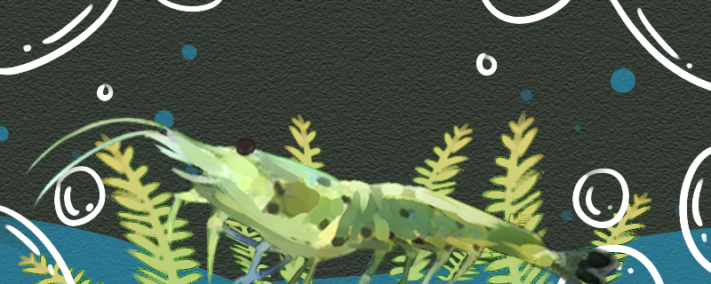 星点珍珠虾好养吗怎么养(星点龙怎么养)