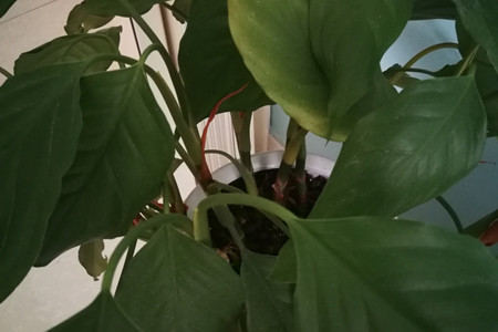 万年青下垂可以恢复吗图片