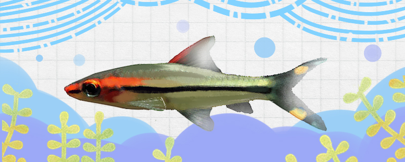 红眉道人鱼好养吗怎么养(一眉道人鱼和红鼻剪刀一起养)