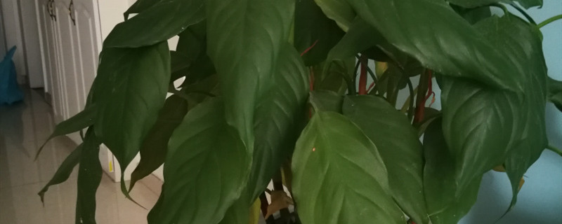 万年青下垂可以恢复吗(万年青下垂可以恢复吗图片)