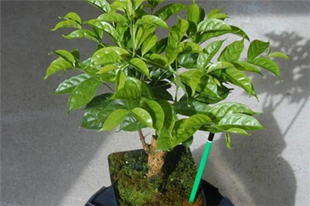 咖啡树盆栽注意