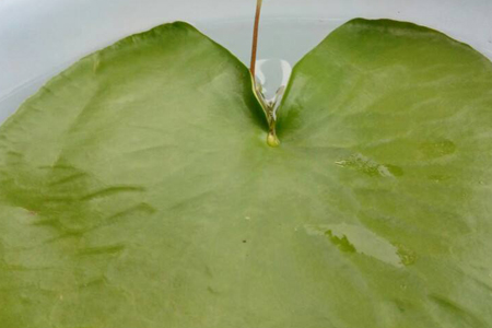 一叶莲叶子干了怎么办