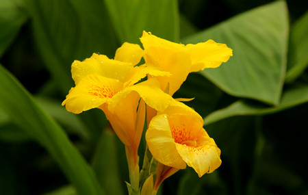 美人蕉开花后整株剪掉吗