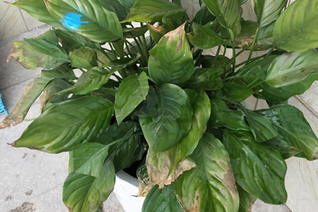 万年青下垂可以恢复吗图片