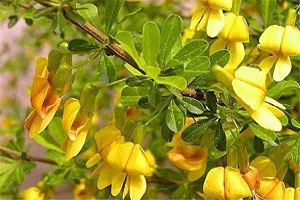 锦鸡儿怎么修剪视频