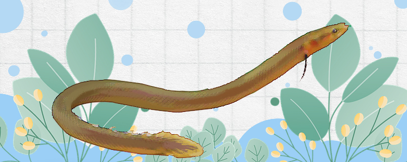 草绳恐龙鱼好养吗怎么养(草绳恐龙鱼好养吗怎么养的)