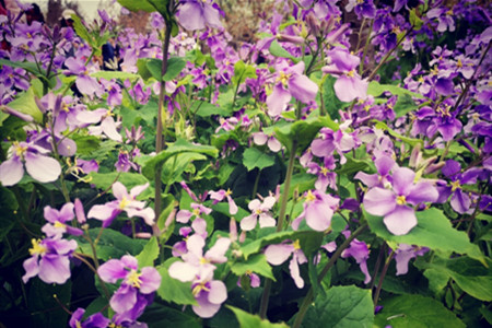 二月兰种植后几天发芽