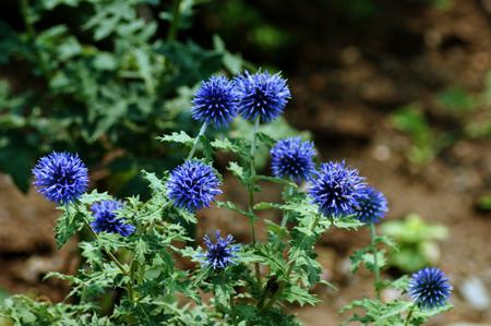 蓝刺头养殖方法