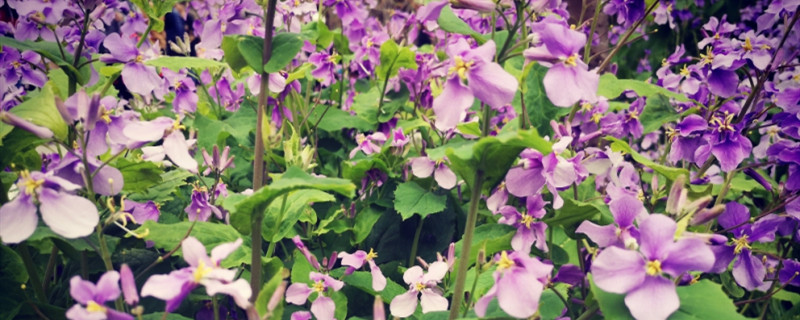 二月兰种植(二月兰种植后几天发芽)