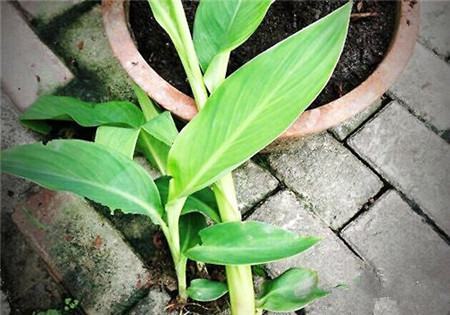 美人蕉开花后整株剪掉吗