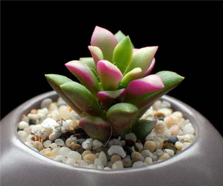 春梦殿锦养殖方法视频