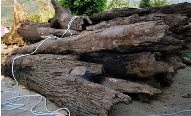 阴沉木为什么叫阴沉木