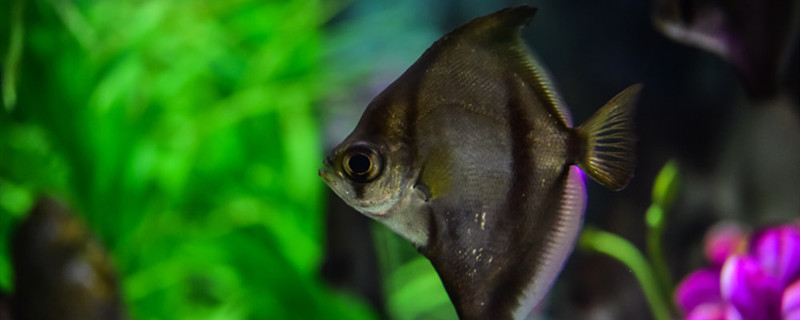 热带鱼能活多久热带鱼的寿命多久(热带鱼能活多长时间)