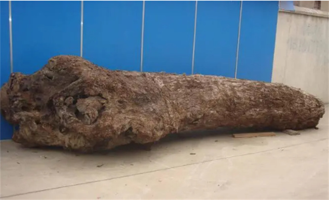 ​阴沉木是什么阴沉木是什么颜色(阴沉木为什么叫阴沉木)