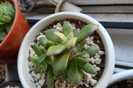 春梦殿锦养殖方法视频