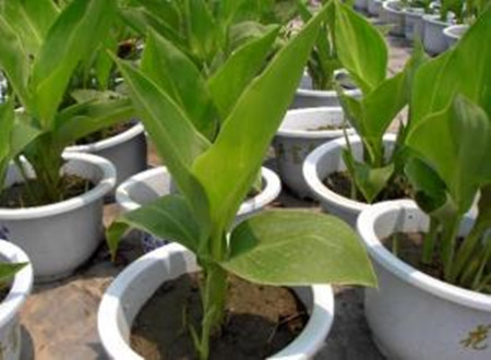 美人蕉开花后整株剪掉吗