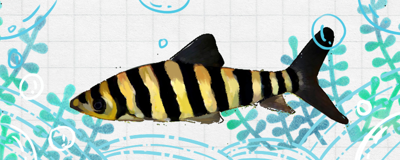 九间鲨好养吗怎么养(九间鱼吃什么饲料最好)