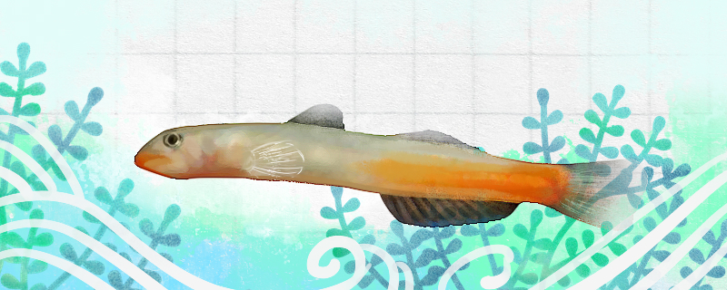 红腰虾虎鱼好养吗怎么养(红虾 虎虾)