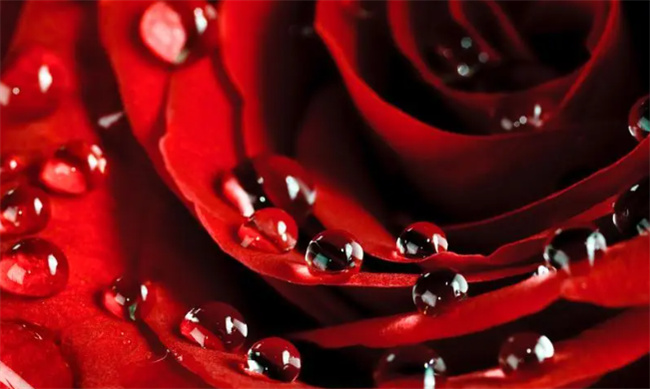 ​美国的国花是什么花美国的国花为什么是玫瑰花(美国国花和英国国花的区别)