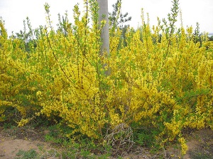 锦鸡儿怎么修剪视频