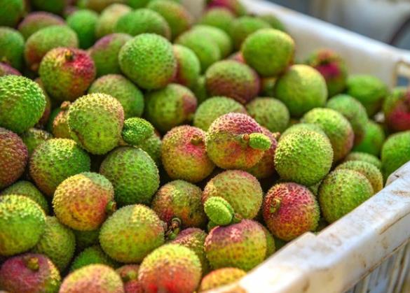 荔枝与绿豆能一起吃吗