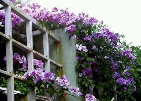 蒜香藤冬天能开吗(蒜香藤冬天落叶吗?)