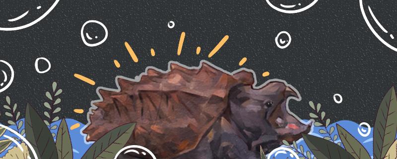 大鳄龟用什么缸养合适需要装饰吗(养大鳄龟用什么缸好)