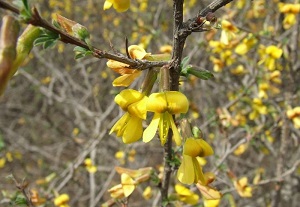 锦鸡儿怎么修剪视频