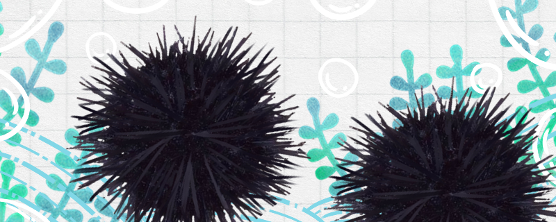 海胆有骨头吗有腿吗(海胆有内脏吗)