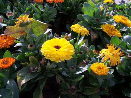 金盏菊的栽培与管理