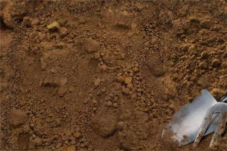 种玫瑰花用什么土质