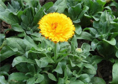 金盏菊的栽培与管理