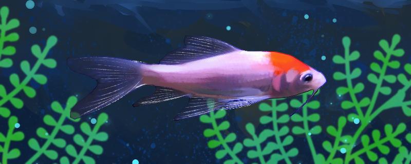 龙凤锦鲤好养吗怎么养_1(龙凤锦鲤好养活吗)