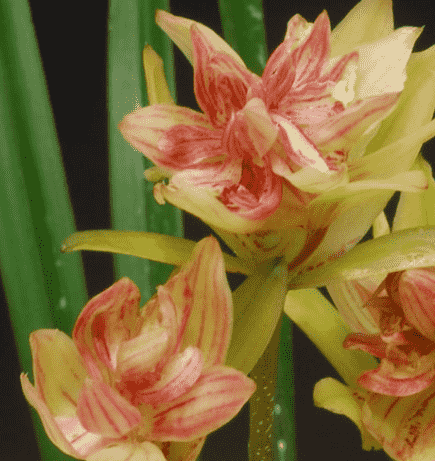 兰花适合浇什么水好