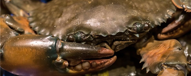 螃蟹用什么呼吸能在水中呼吸吗(螃蟹用什么东西呼吸)