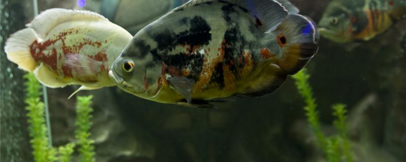 地图鱼几天喂一次比较好喂什么食物比较好(地图鱼需要每天喂食吗?)