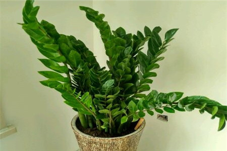 金钱树禁忌摆放位置摆在哪里好聚财