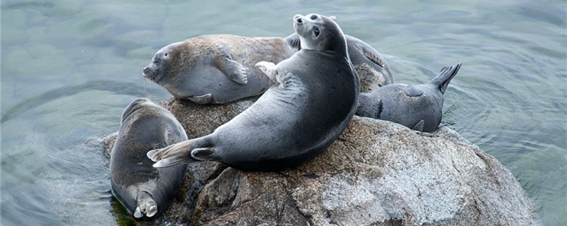 海豹有没有耳朵耳朵长在哪里(海豹的耳朵有什么作用)