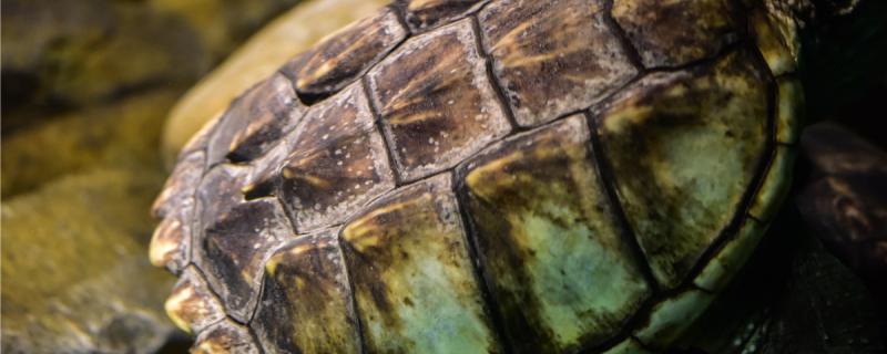 养龟需要加热棒吗低温对龟有什么影响(养乌龟需要加热器吗)