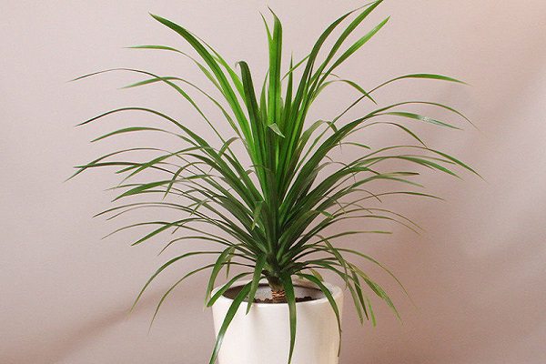 龙血树冬季怎么养这样做整个冬天不黄叶！(龙血树冬季怎么浇水)