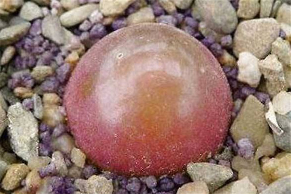 多肉灯泡怎么浇水(多肉灯泡怎么养护)