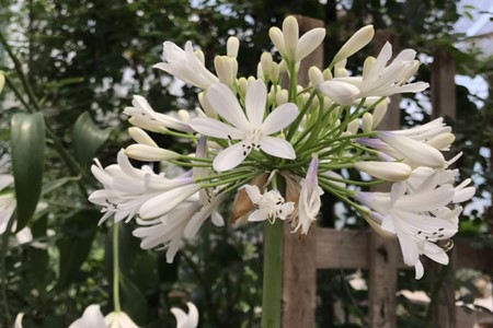 百子莲的花语和寓意适合送给什么人看