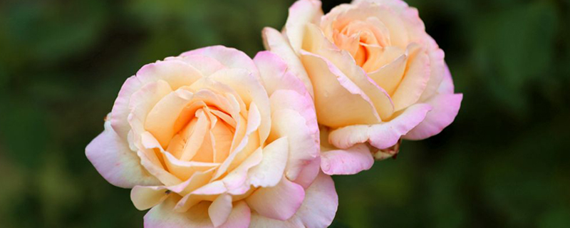 丰花月季怎么扦插(丰花月季可以插活吗要怎么样插)