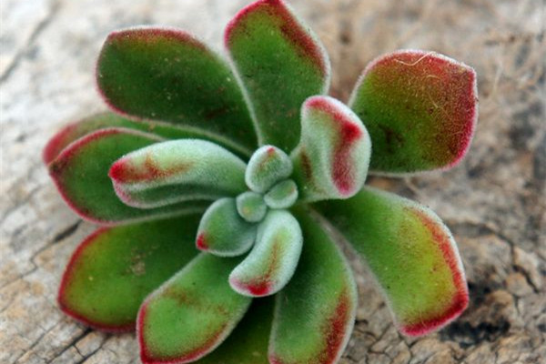 银晃星的繁殖方式(银星的作用)