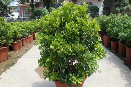 米兰叶子干枯还能活吗怎么救活它