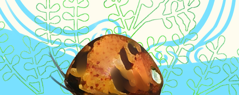 彩蛋螺好养吗怎么养(彩蛋螺学名)