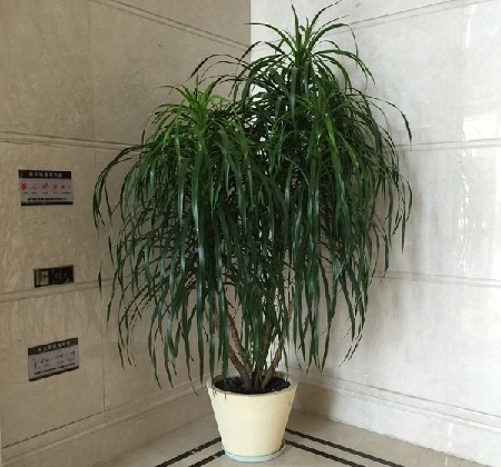 龙血树冬季怎么浇水