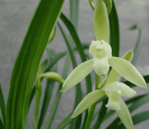 兰花适合浇什么水好
