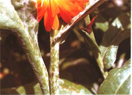 金盏菊的栽培与管理