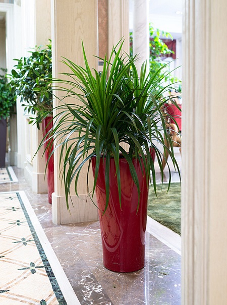 龙血树冬季怎么浇水